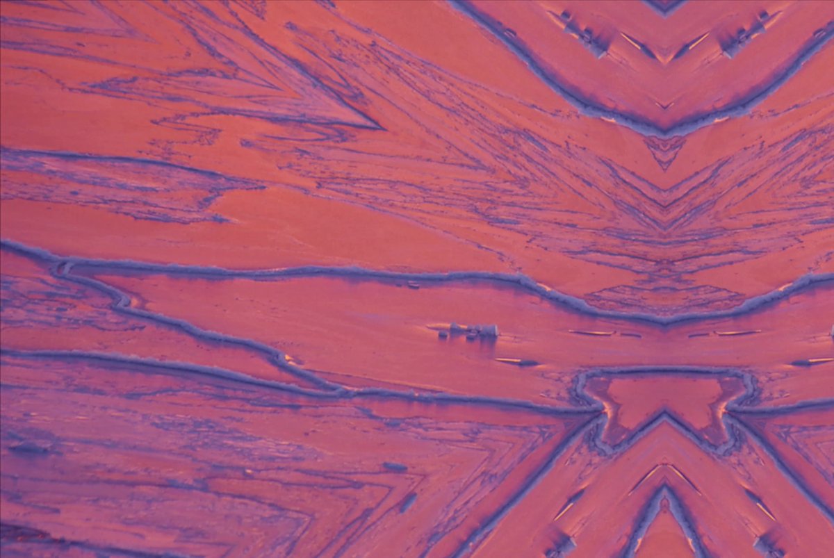 Miranda Nieboer tweet media