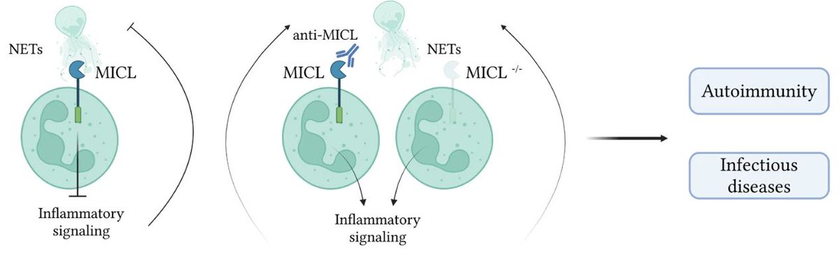Immune Regulation News (@immune_news) on Twitter photo Dr. <a href="/MalamudMariano/">Mariano Malamud</a> and scientists <a href="/UniofExeterNews/">University of Exeter News</a> showed that myeloid ⛔ inhibitory C-type lectin-like, an inhibitory C-type lectin receptor, directly recognized 🧬 DNA in #neutrophil extracellular traps.
<a href="/Nature/">nature</a> | go.nature.com/474orUa Dr. <a href="/MalamudMariano/">Mariano Malamud</a> and scientists <a href="/UniofExeterNews/">University of Exeter News</a> showed that myeloid ⛔ inhibitory C-type lectin-like, an inhibitory C-type lectin receptor, directly recognized 🧬 DNA in #neutrophil extracellular traps.
<a href="/Nature/">nature</a> | go.nature.com/474orUa