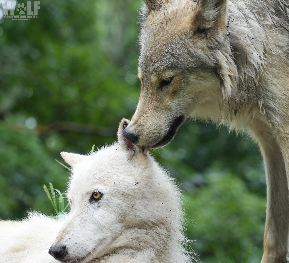 nywolforg's tweet photo. Psst... wolves are essential. Pass it on 🐺 https://t.co/W7fmaWKWGc
