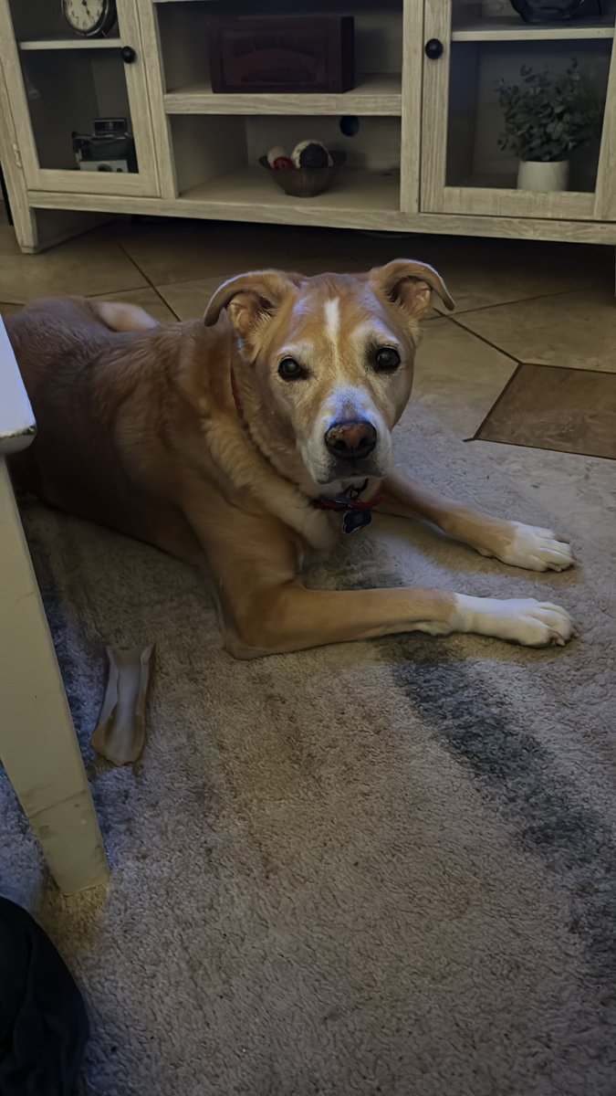 dk012969's tweet photo. Happy #Nationaldogday to Gus! https://t.co/UulzF2tDn3
