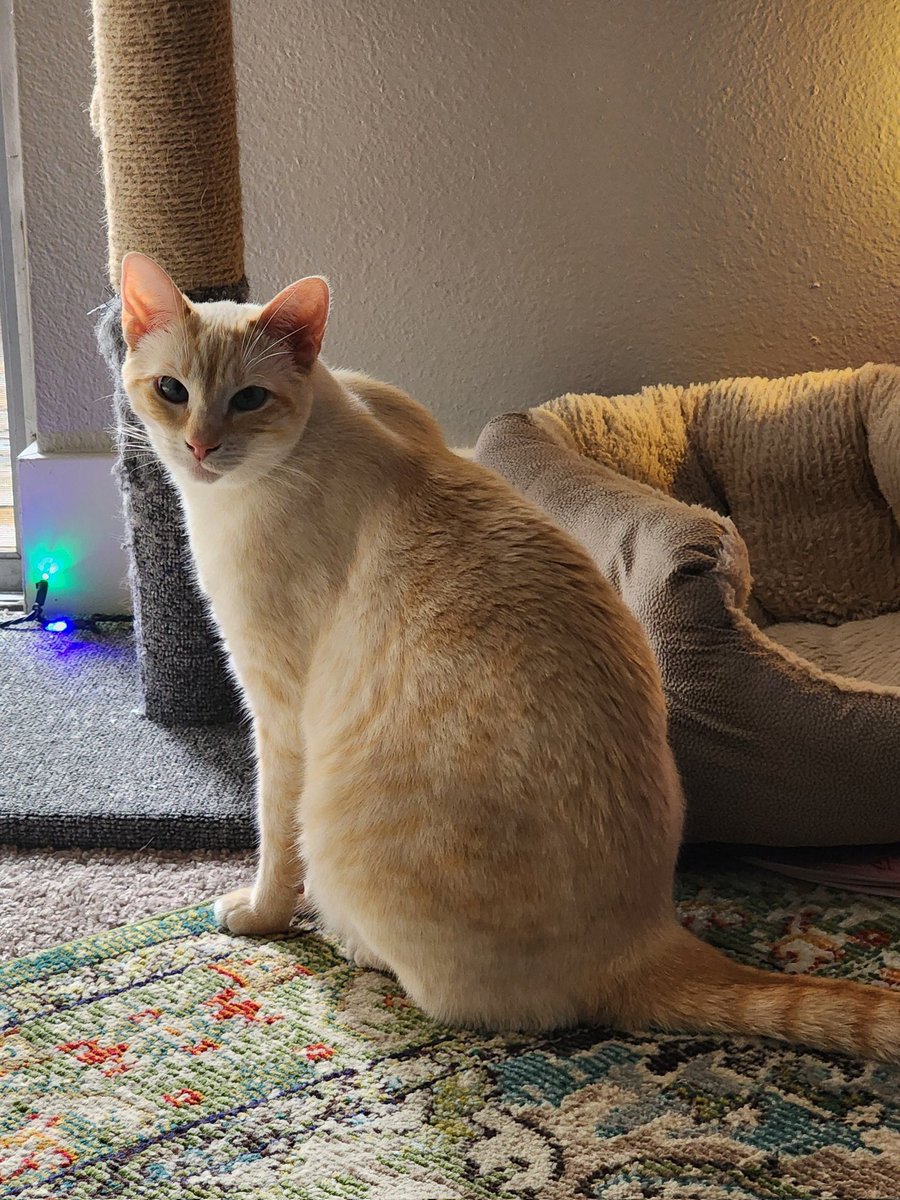 EgirlTenno's tweet photo. Toast just got home from the vet and he was diagnosed with Best Boi Disease, its a life long condition. Send him prayers #toast #cats #flamepoint https://t.co/rZiQpIFxyn