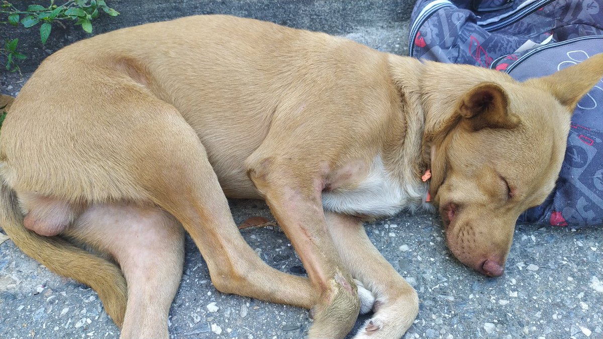 PerroUsuario's tweet photo. URGE hogar temporal o definitivo, está  corriendo peligro RP @scrat7603: Es jovencito, BUENÍSIMO y recién abandonado. Allí está aguantando el dolor como un campeón y muy cariñoso.  NO MERECE la trastada que su 💩 de "familia" le hizo. https://t.co/xWjbsEqYb8