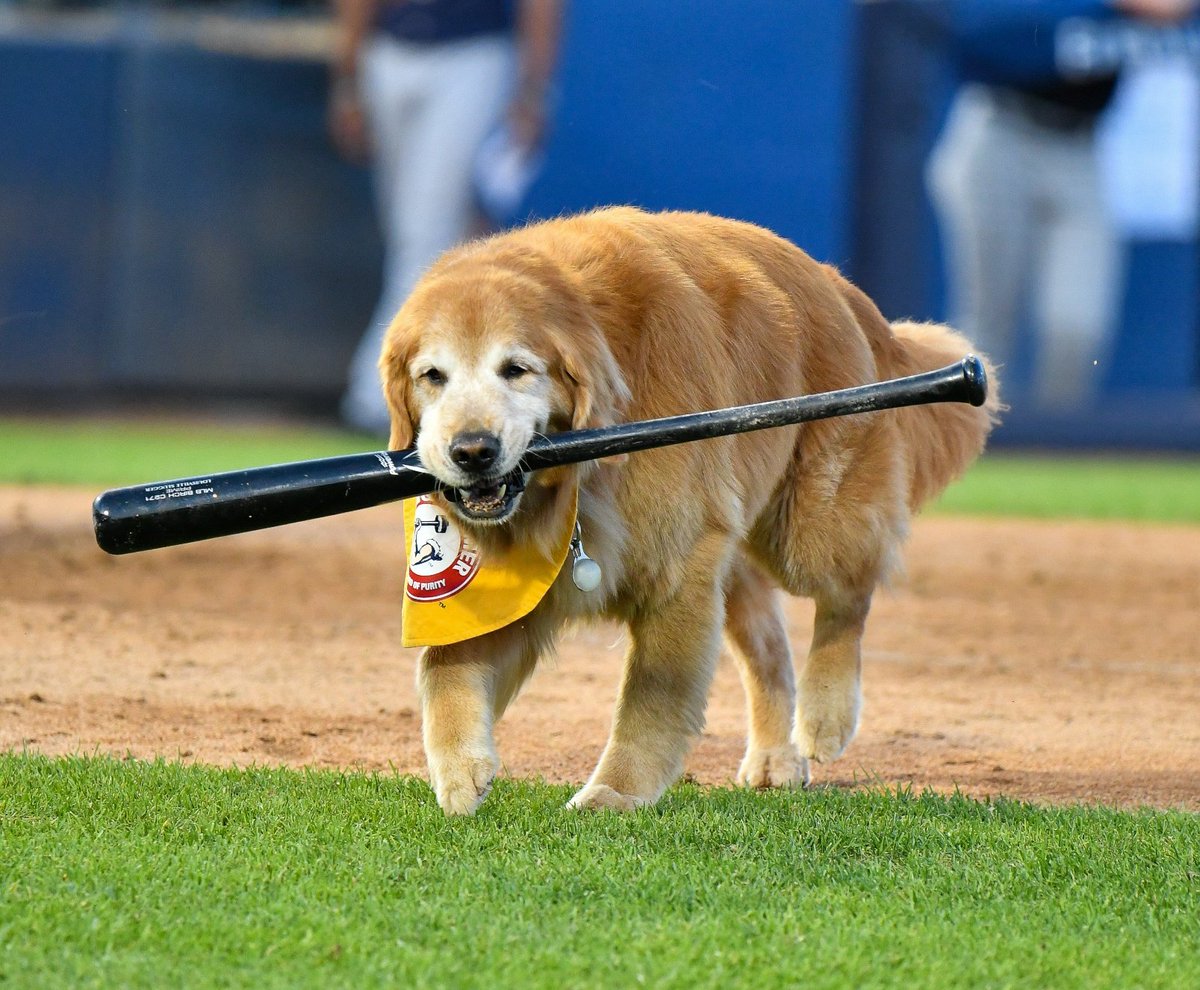 BatdogRookie tweet picture