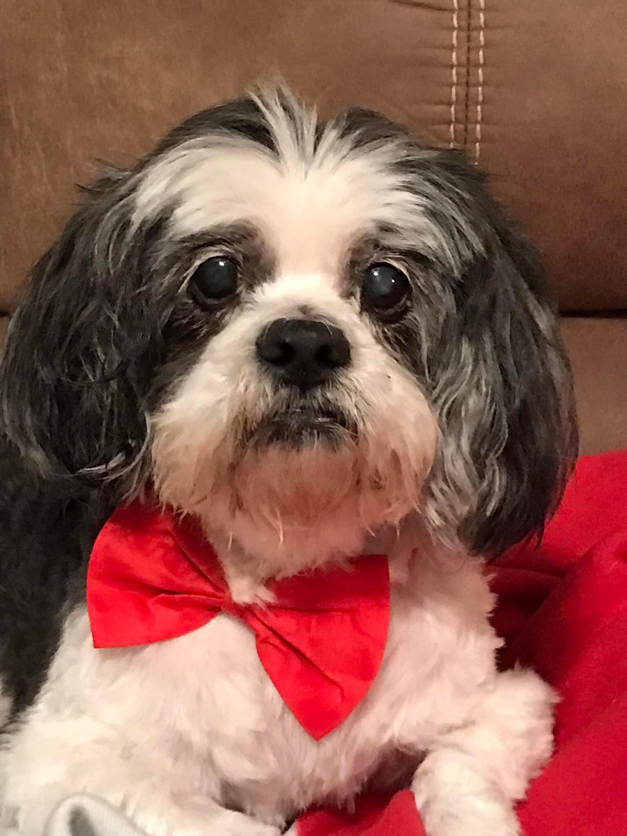 BillyMackRadio's tweet photo. Happy National Dog Day and watch out ladies.
#nationaldogday https://t.co/cZ2kAi6ztl