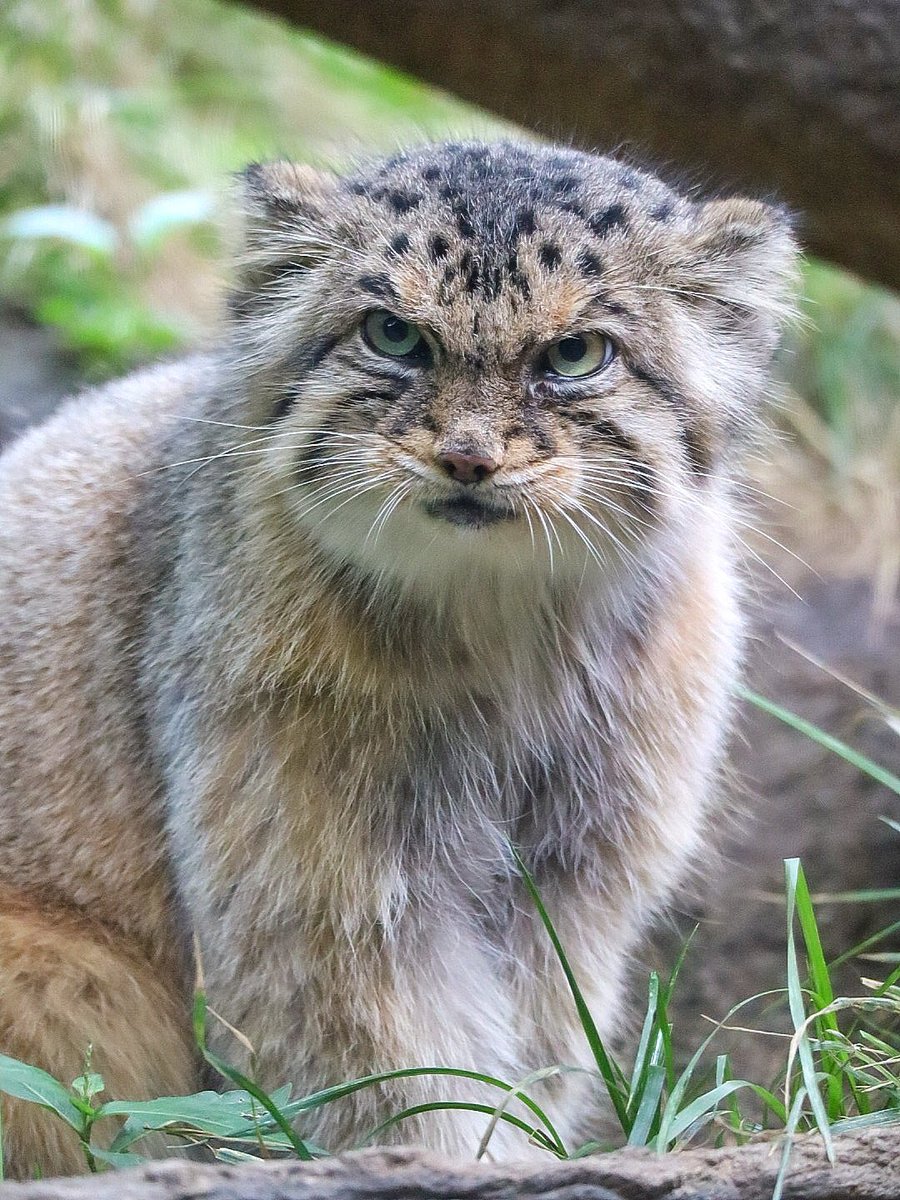 ボルくん︎💕
📷:2024.8.19

#マヌルネコ #ボル
#那須どうぶつ王国 
#nasu_animal_kingdom
#nasuanimalkingdam
#manulcat #pallascat #pallasscat