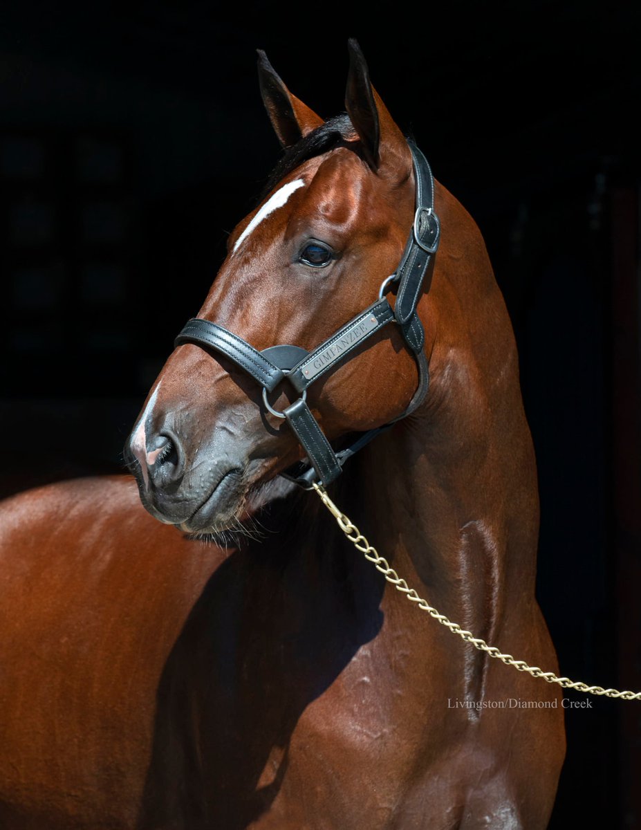 🔶🔶 GIMPANZEE WINNERS 🔶🔶

Red Mile  

$80,000 KY Championship Series 2YO Fillies
🥇Luna Lovegood (Gimpanzee x Southwind Venus) 1:51.4

$30,000 KY Commonwealth Series 2YO Fillies - 2 DIV
 🥇Voguish (Gimpanzee x Jolene Jolene) 1:53.2
🥇Kadena (Gimpanzee x Mission Brief) 1:53.4