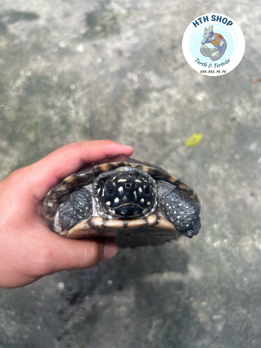 hthshop91's tweet image. Sao đêm 🌟🌟🌟
#hthshop #hamiltonturtle #ruasaodem