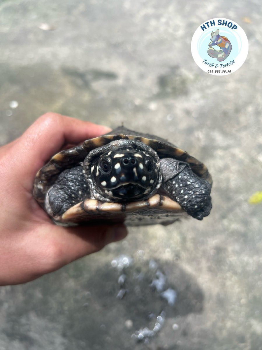 hthshop91's tweet image. Sao đêm 🌟🌟🌟
#hthshop #hamiltonturtle #ruasaodem