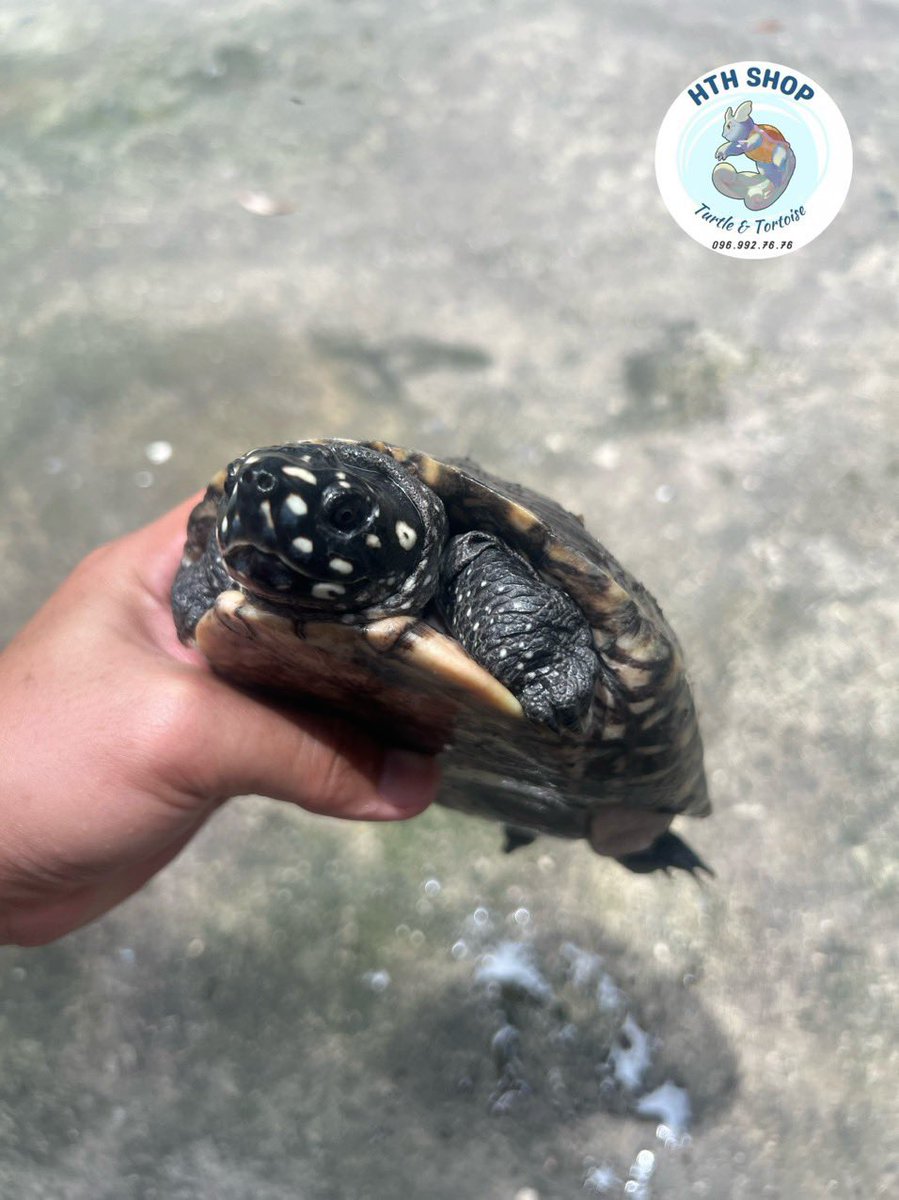 hthshop91's tweet image. Sao đêm 🌟🌟🌟
#hthshop #hamiltonturtle #ruasaodem