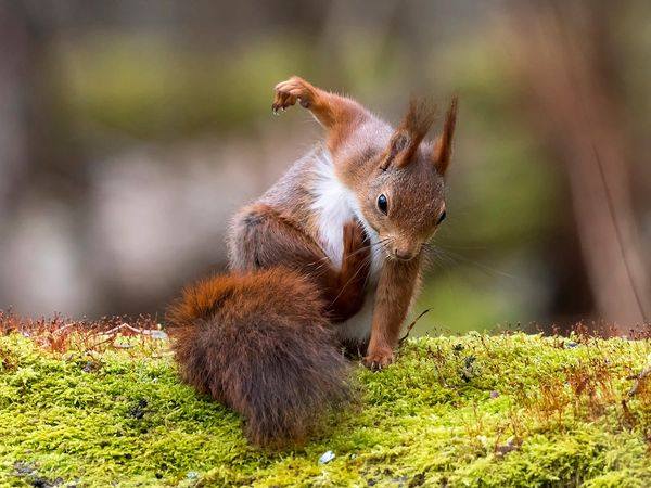 Animal Game tweet media
