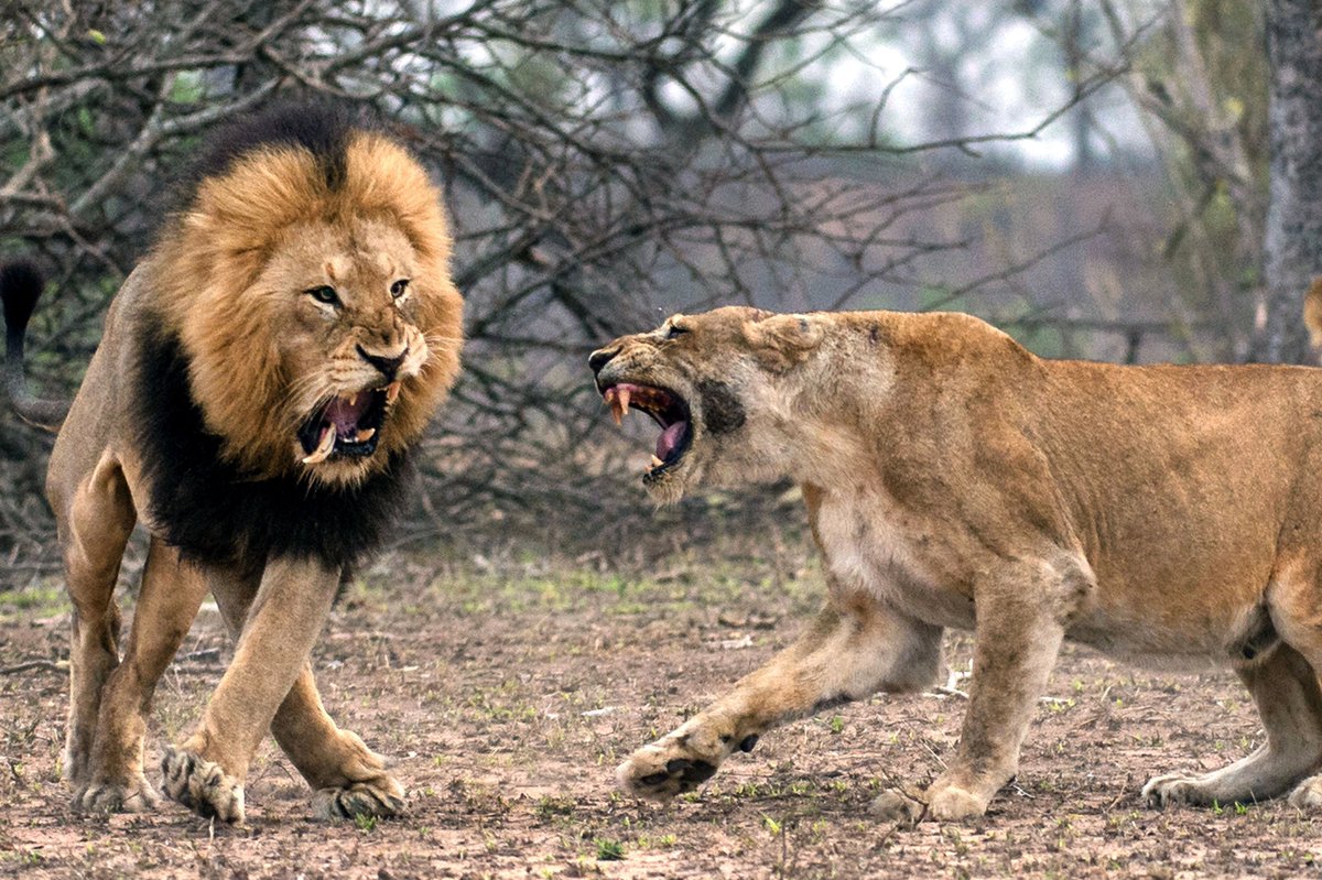 Animal Game tweet media