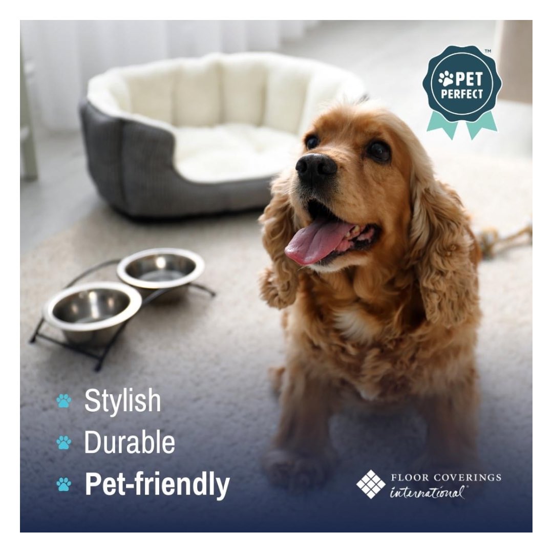 FCIwindsor's tweet photo. Happy #NationalDogDay 🐾🥳

We offer some great #petfriendly #flooring for our furry friends! 

👉Visit our showroom 📍Manning &amp; County Road 42 or DM us to schedule a designer to come to you!

#YQG #SupportLocal #WindsorEssex #flooring #insuranceclaims #restoration https://t.co/9WzwblFOzV