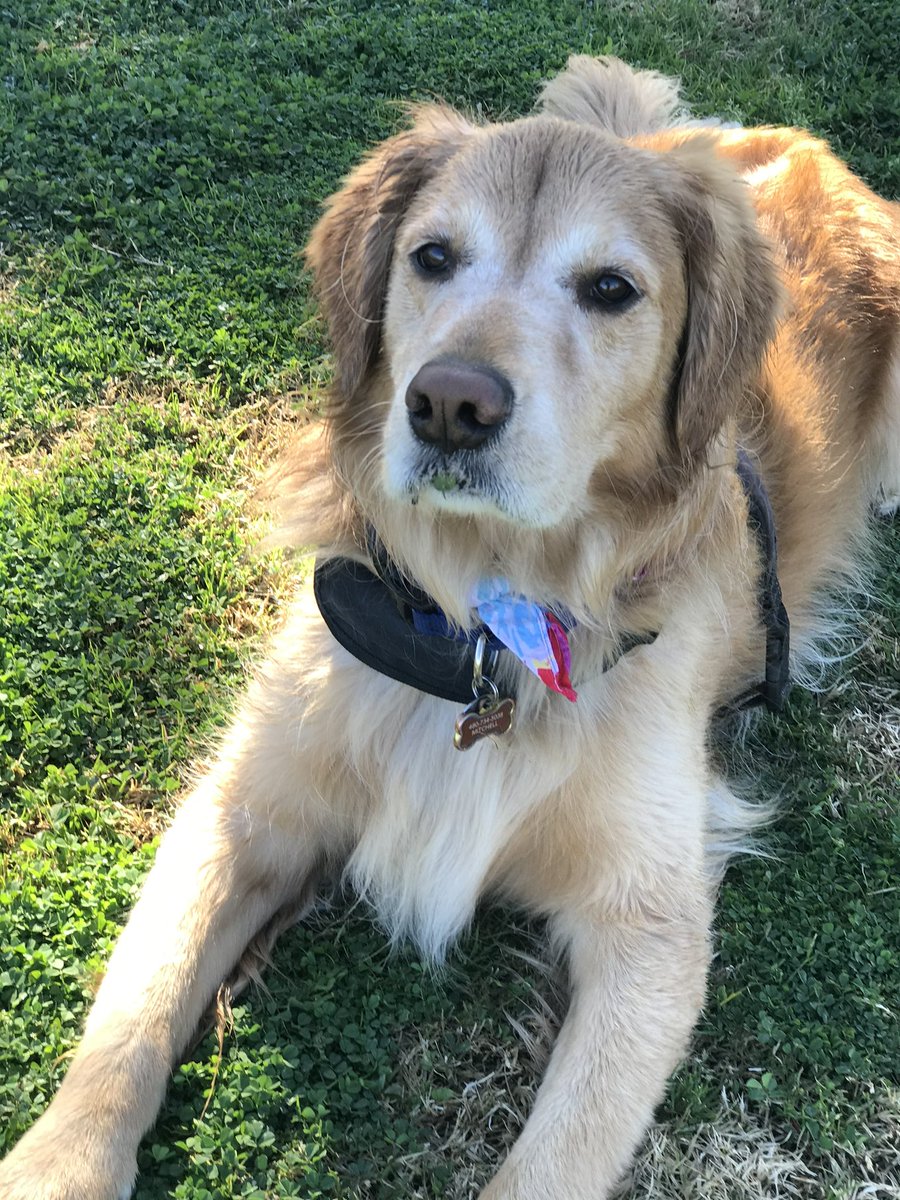 devin480's tweet image. Happy #NationalDogDay my best friend Lincoln!! 😄❤️