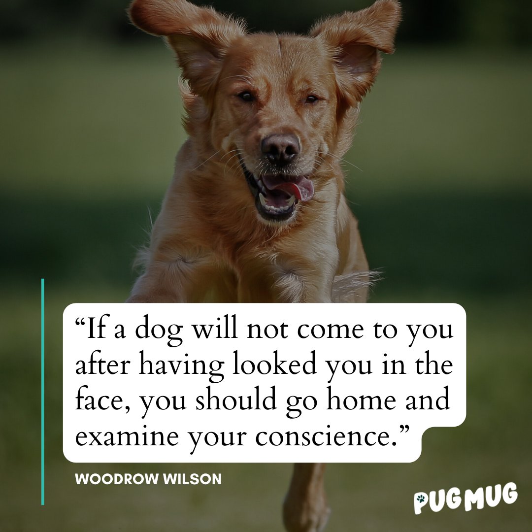 pugmugai's tweet photo. "If a dog will not come to you after having looked you in the face, you should go home and examine your conscience."
-Woodrow Wilson

#pugmugai #internationaldogday #dogquotes #inspirationalquotes #woodrowwilson https://t.co/CyE7e267xu
