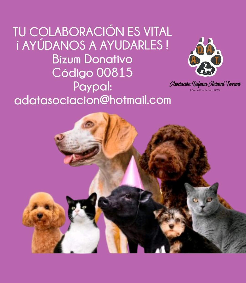🔷 ¿ CÓMO PODÉIS AYUDARNOS ⁉️

✅ Por Bizum como donativo a ONG al código 0️⃣0️⃣8️⃣1️⃣5️⃣

✅ Por PayPal dirigido a:
adatasociacion@hotmail.com

✅ Siendo padrinos o madrinas: 
adat.protecms.com/pagina/1422-ap…

✅ Podéis ser socios: 
adat.protecms.com/articulo/1979-…

✅ Contribuyendo mediante...