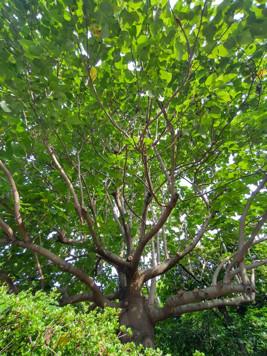 world. wild. waamoz. tweet media