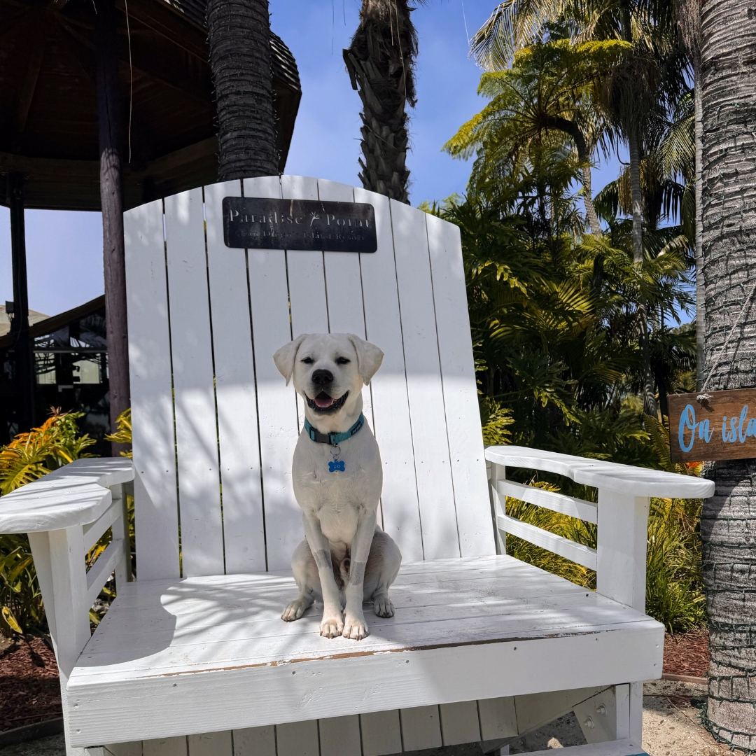 Fur-real, it's #InternationalDogDay! 🐾 Bring your pup for a pawsitively unforgettable adventure at our dog-friendly resort. #sandiego #petfriendlyresort #visitsd #sandiegolife #rufflife