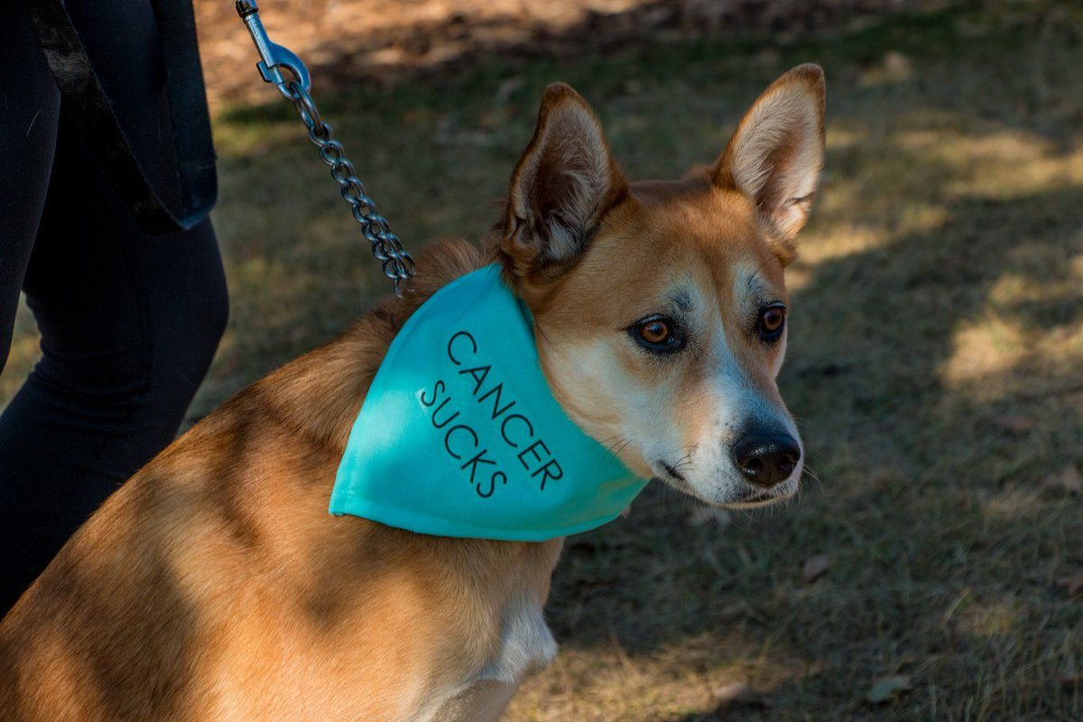 TerryFoxCalgary's tweet image. Happy #internationaldogday! Did you know #TerryFoxRunCalgary welcomes all participants, including four-legged friends? 🐶 Register you and your furry friend for a pawsitively great day on Sun Sept 15 ➡️ buff.ly/3XhaNd5