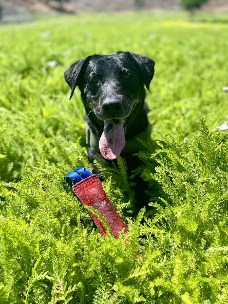RedWireBBQ's tweet photo. Susie had another exciting work week https://t.co/8rekgFlSoO