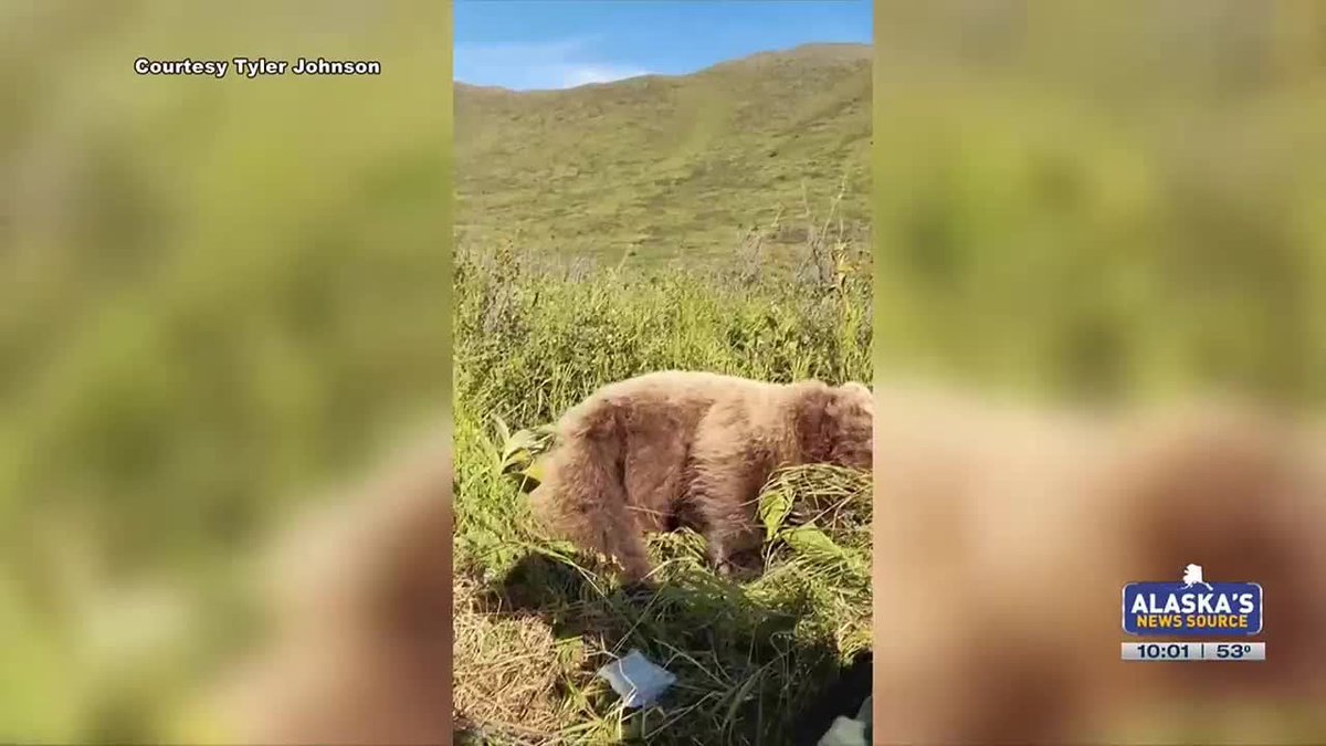 Father and Son Survive Grizzly Bear Attack in Alaska dlvr.it/TCPnk4