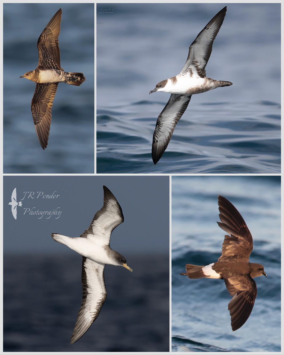 Lots of birds again this evening including Greata Shear, Cory’s Shear, Wilsons Stormy, and Long-tailed. Photos Joe Pender