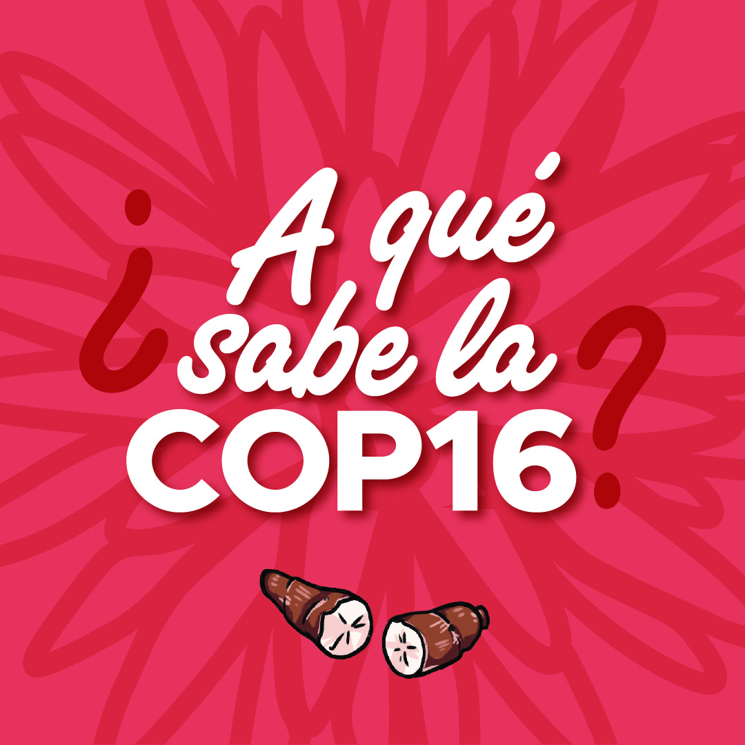 BiovIntCIAT_esp's tweet photo. ¿#SabíasQue la #yuca es un cultivo esencial en muchas regiones tropicales? 🌍 Es una fuente de provitamina A y carbohidratos, al igual que un pilar en la #SeguridadAlimentaria y la generación de ingresos para comunidades en desarrollo🌾
¡Comparte tus recetas con #Aquesabelacop16! https://t.co/kqjgbazNm8