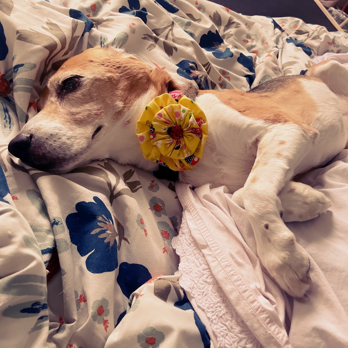 BeaglePasha's tweet photo. Wellllll, I am now officially having acupuncture and cold laser too 🙃It’s hard to be patient while they’re doing it and it’s sooo much fun to shake all the needles and watch humans duck 😂But after my session I’m much improved n can sleep even on my back 💃🏻 #seniorproblems https://t.co/OOizW29mez