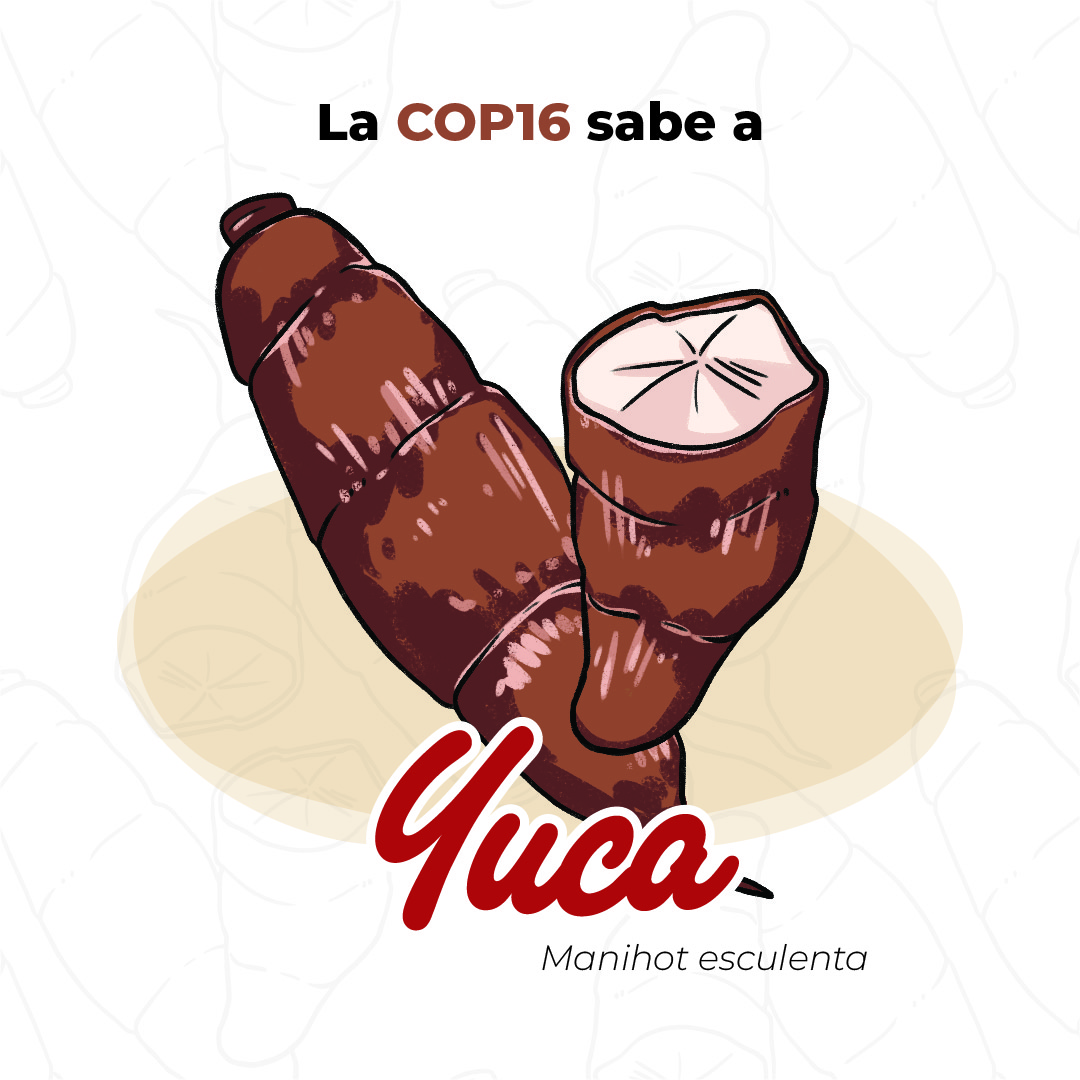 BiovIntCIAT_esp's tweet photo. ¿#SabíasQue la #yuca es un cultivo esencial en muchas regiones tropicales? 🌍 Es una fuente de provitamina A y carbohidratos, al igual que un pilar en la #SeguridadAlimentaria y la generación de ingresos para comunidades en desarrollo🌾
¡Comparte tus recetas con #Aquesabelacop16! https://t.co/kqjgbazNm8