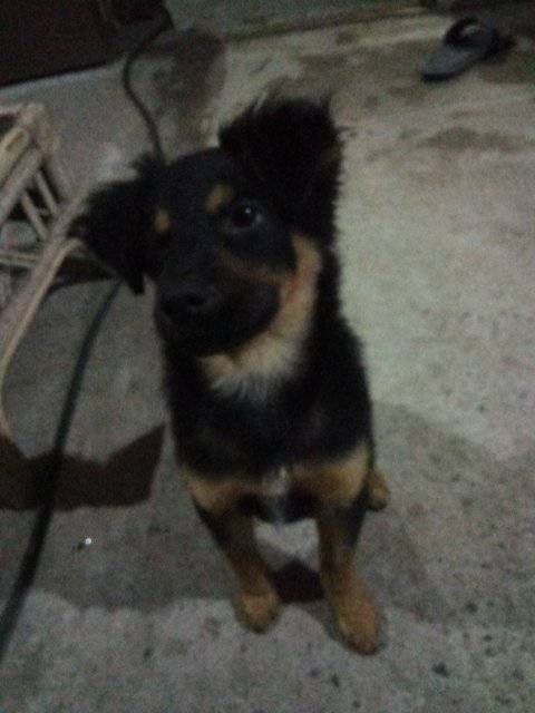 lamanadadepick's tweet photo. #SERVICIOSOCIAL
Cachorro fue abandonado en la calle. Le hemos resguardado pero le buscamos casa de carácter urgente.  Interesados comunicarse 74071303 https://t.co/9D3Y6QxtrL