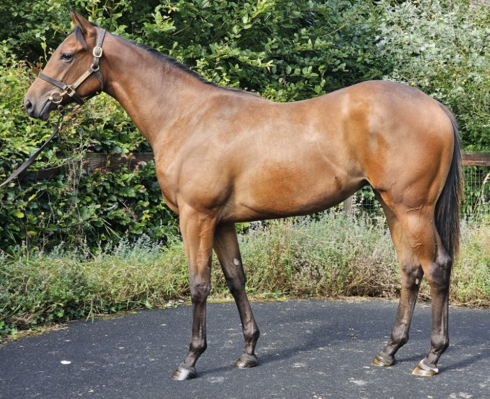 Baroda Stud tweet media