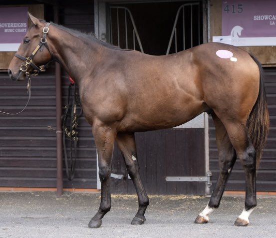 Baroda Stud tweet media