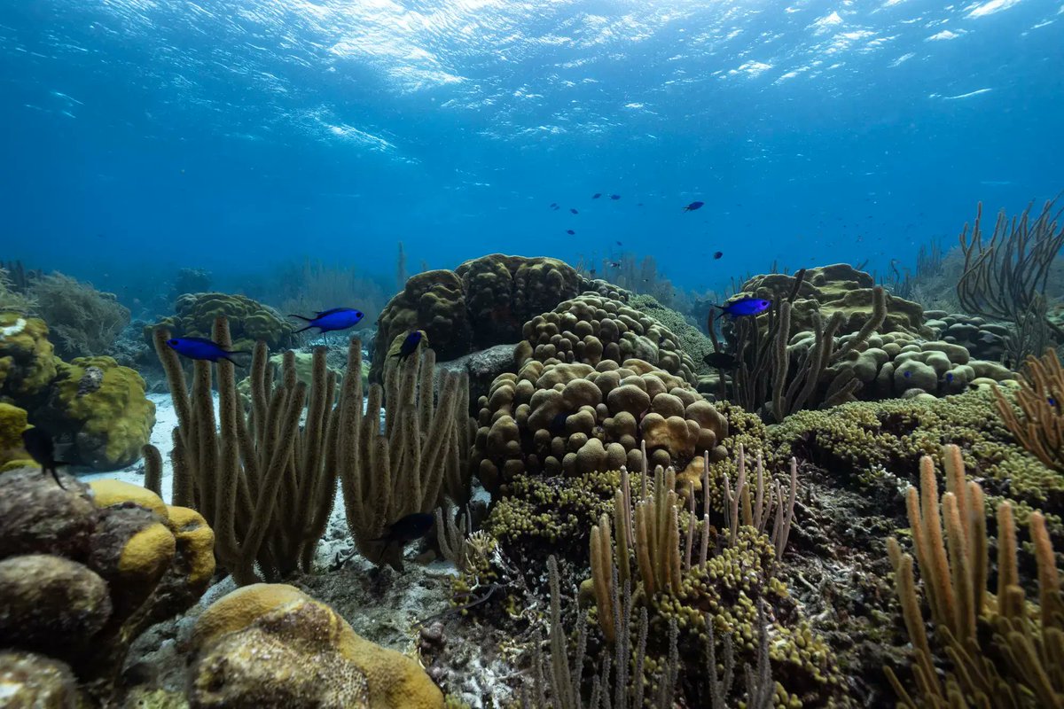 Pulitzer Center (@pulitzercenter) on Twitter photo For years, Bonaire's corals gave scientists hope. These resilient reefs were able to recover after from past events that killed off a large portion of its coral.
Now they’re worried.
Story by grantees <a href="/BenjiSJones/">Benji Jones</a> and <a href="/jadlerphoto/">Jennifer Adler</a> for <a href="/voxdotcom/">Vox</a>.
👉 bit.ly/3ABSOoN For years, Bonaire's corals gave scientists hope. These resilient reefs were able to recover after from past events that killed off a large portion of its coral.
Now they’re worried.
Story by grantees <a href="/BenjiSJones/">Benji Jones</a> and <a href="/jadlerphoto/">Jennifer Adler</a> for <a href="/voxdotcom/">Vox</a>.
👉 bit.ly/3ABSOoN