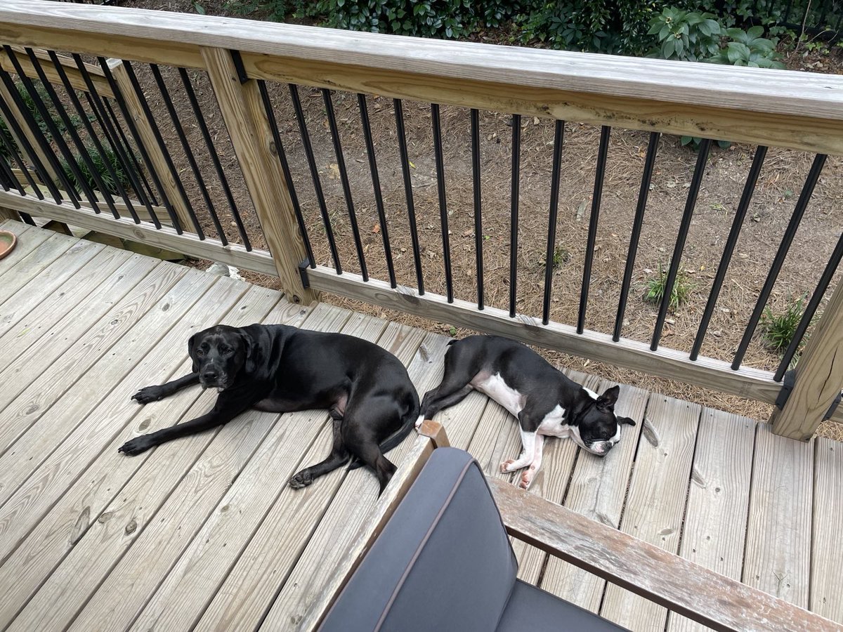 Happy National Dog Day!

Gladys and Roy want you to sign up to knock doors with us 👇

Mobilize.us/pittmanfornc