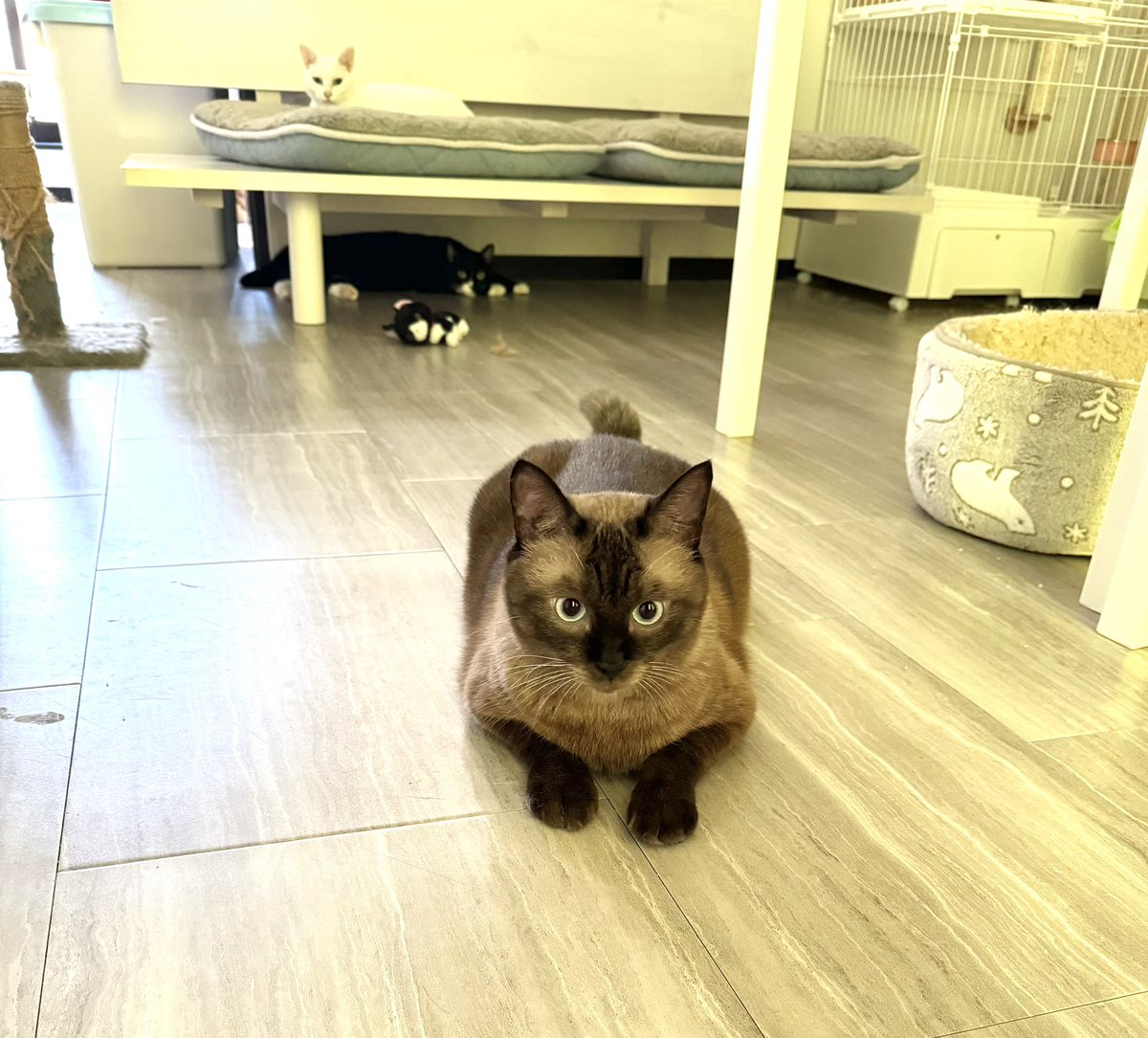 体もお顔の色も変わってきたにゃん😻

#たぬシャム