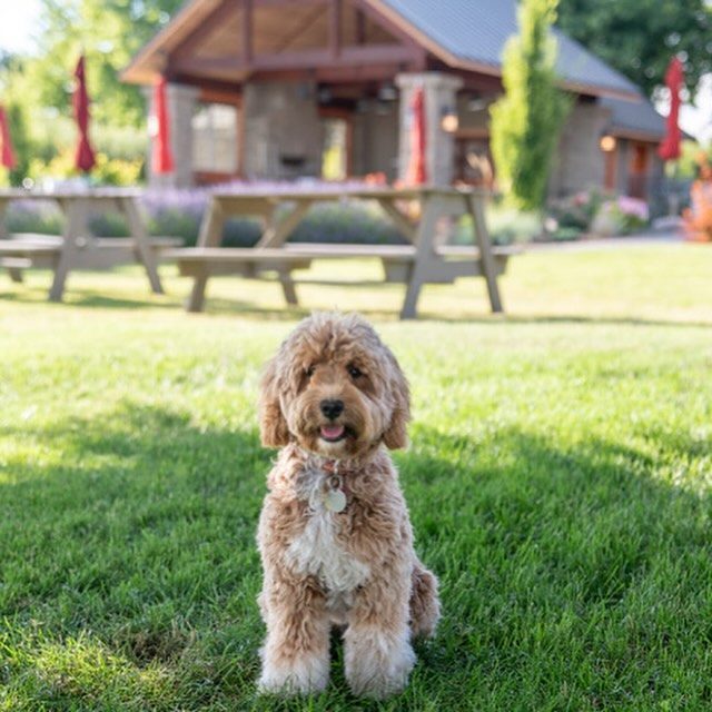 Wa_State_Wine's tweet photo. Cheers to a few of our favorite #winerydogs and #patiopups! 
Happy #NationalDogDay! https://t.co/vq70Xve3Sw