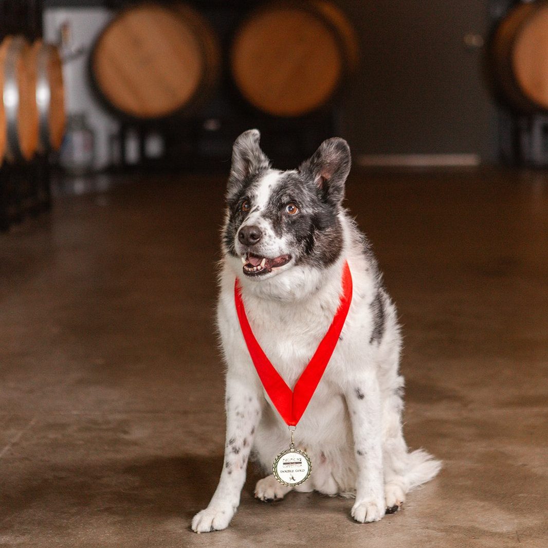 Wa_State_Wine's tweet photo. Cheers to a few of our favorite #winerydogs and #patiopups! 
Happy #NationalDogDay! https://t.co/vq70Xve3Sw