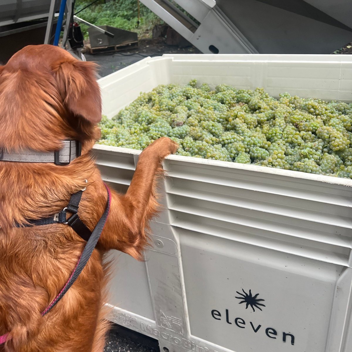 Wa_State_Wine's tweet photo. Cheers to a few of our favorite #winerydogs and #patiopups! 
Happy #NationalDogDay! https://t.co/vq70Xve3Sw