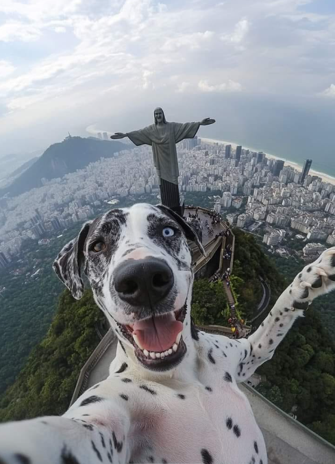 DogLovers03's tweet photo. Best selfie ever 🥰 https://t.co/rbft7oee3G
