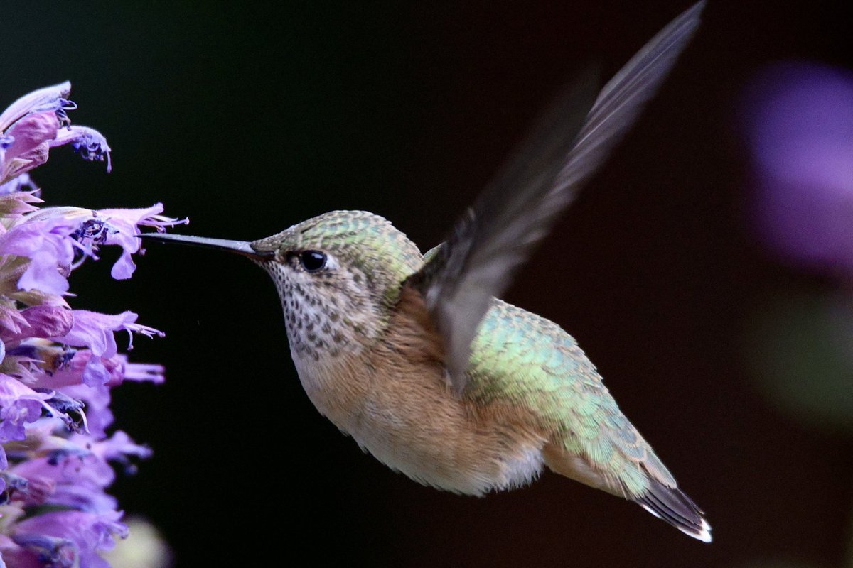 jw2008SS00's tweet photo. Rufous hummingbird Boise urban wildlife: #birdphotography #hummingbird #birdwatching #wildlifephotography #NaturePhotography #Boise https://t.co/Mhg5CLYM1D