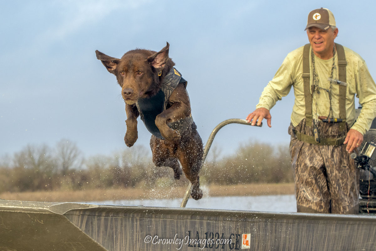crowley_k's tweet photo. It's National Dog Day everyday around here, but if you insist on celebrating it only once a year, today is as good of a day as any, I suppose. 

Anyway, here are a couple Honey Brake retrievers doing their thing.

#nationaldogday #birddogphotography #labsofinsta https://t.co/13L8yuP2QK