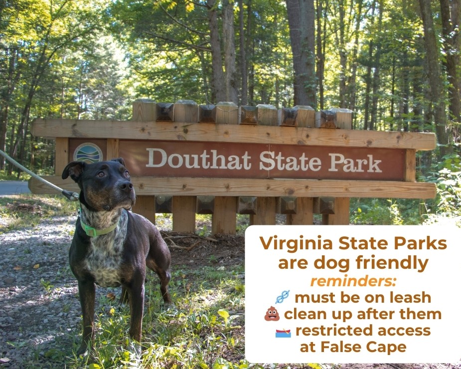 VAStateParks's tweet photo. Love is in the air for our trail companionsโHappy #DogDay! ๐พ Virginia State Parks are proudly #petfriendly. ๐ #dogfriendly #bringfido #DouthatStatePark
Detailed regulations at https://t.co/wF0N56QBA6. https://t.co/RlNSlD4FpY