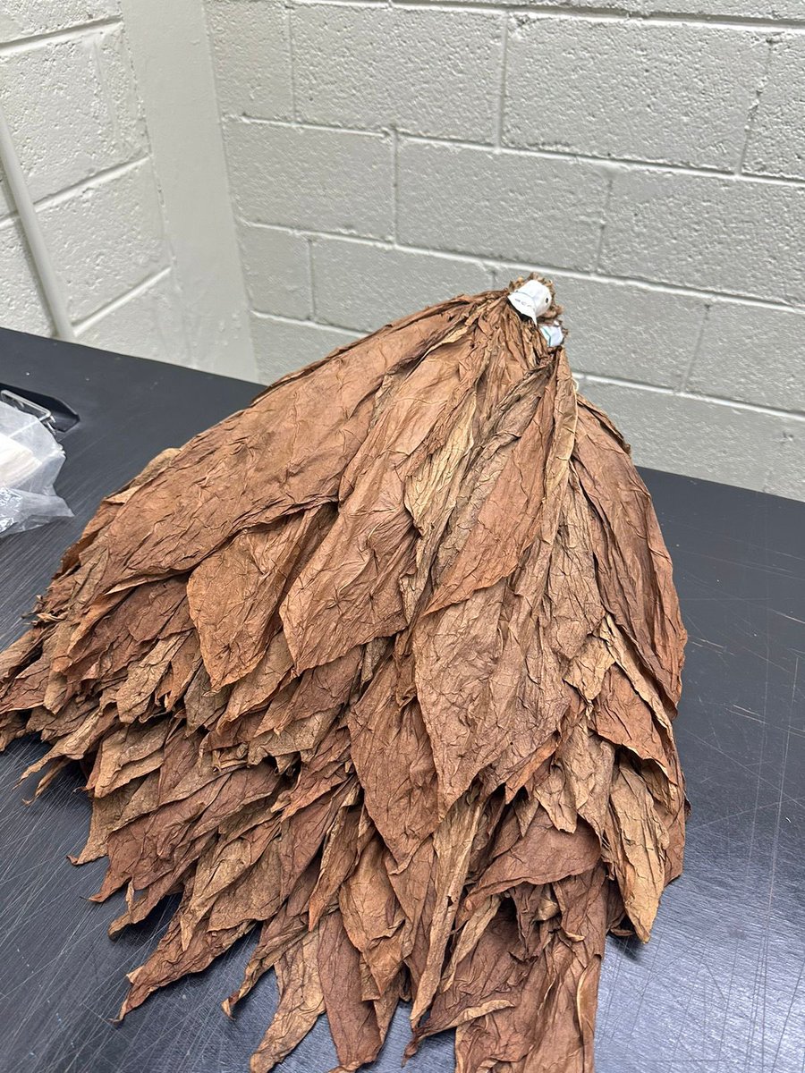 More 🐊 skin sourcing…aka Cocodrilo wrapper #cigars