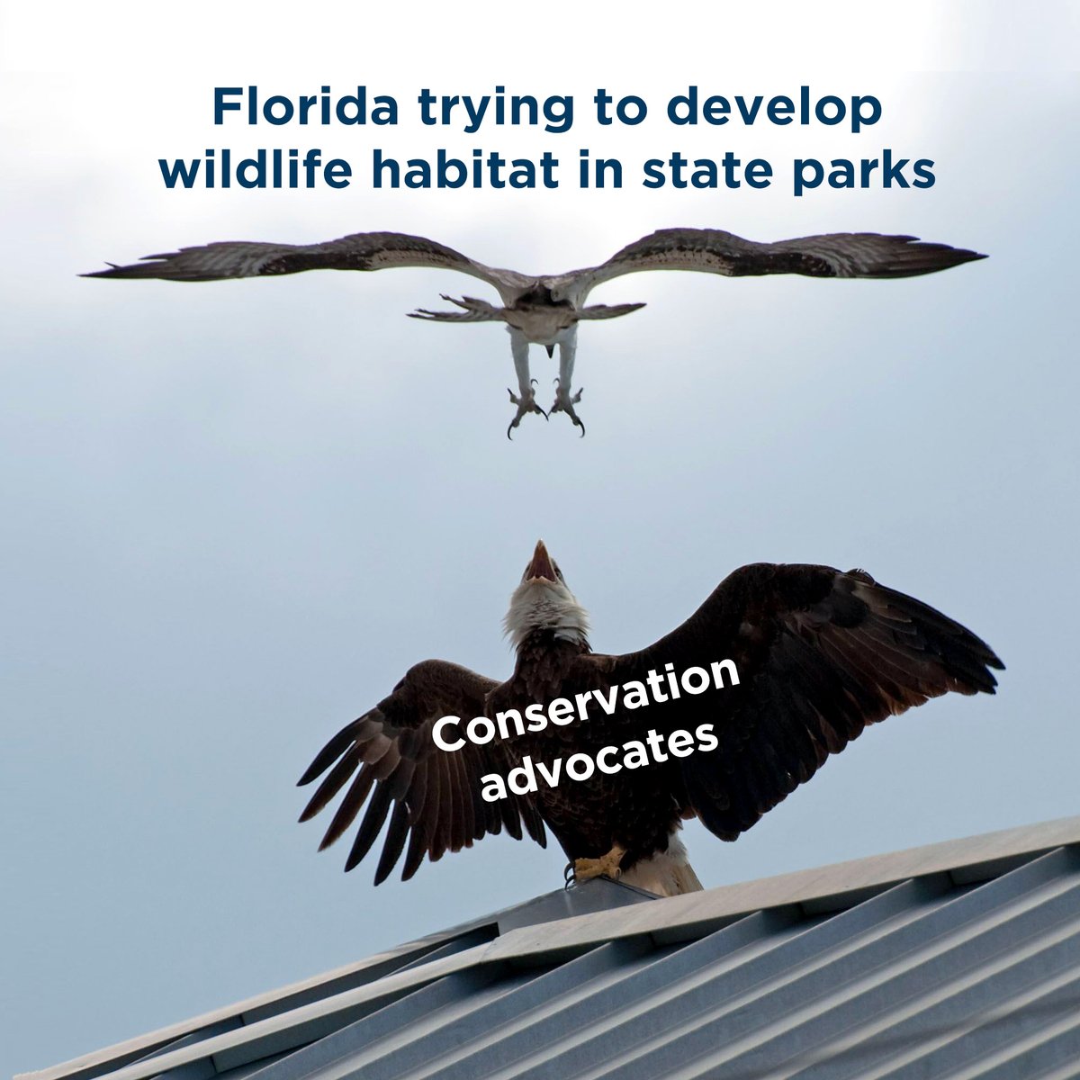 SCCF_SWFL's tweet image. From public hearings being delayed to golf course proposals being withdrawn, the conservation community's outcry to development plans in nine #FloridaStateParks is having an impact. Let's keep the pressure on! Voice your opposition: survey.alchemer.com/s3/7983173/Gre…