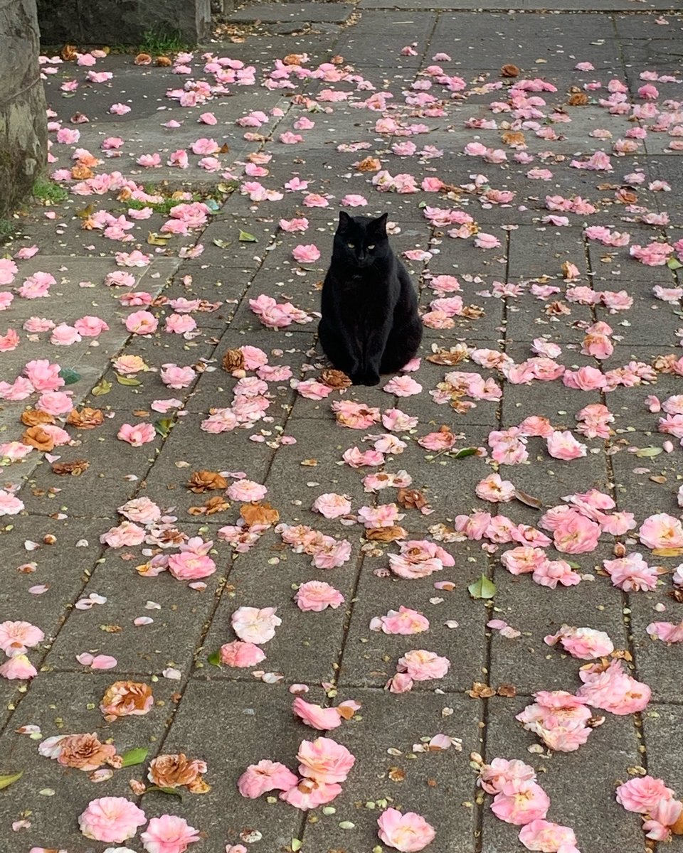 Punch Cat (@punchingcat) on Twitter photo 