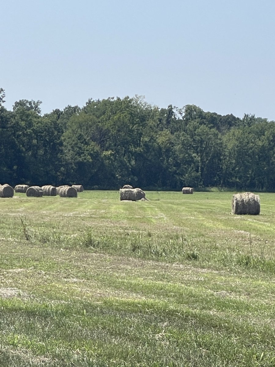 Hows my stripes 🤣? This is my crabgrass hay field.