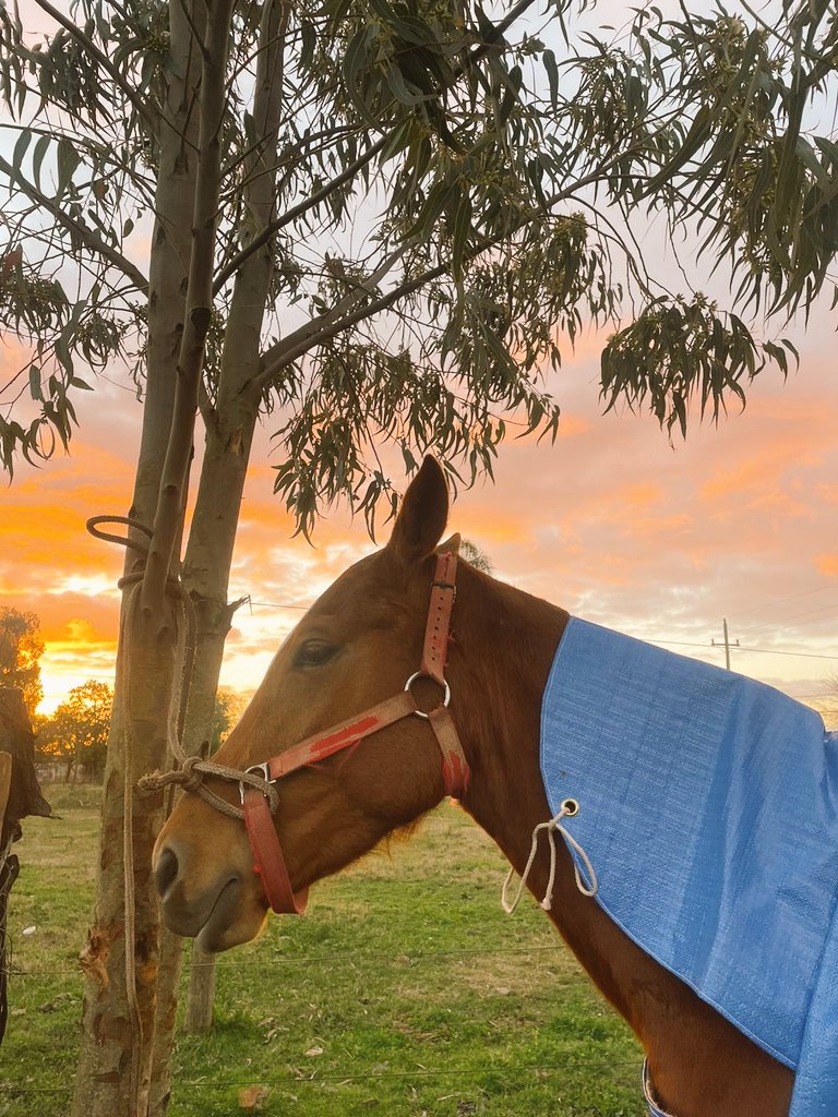 Rositaazul7's tweet image. Divino atardecer..
Tendremos unos días con atardeceres bellos....
Comenzaré a soñar otra vez 🤭..
Desde Treinta y Tres les regalo éste ocaso.
#Uruguay.
#Mimundo.