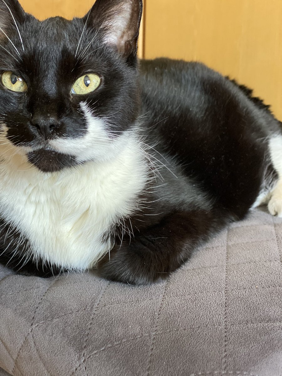 I came to my family 14 years ago today. 😻 #TaffaTheCat #Taffa #CatAnniversary #Cat #Katt #Bondkatt #BlackAndWhiteCat #CuteCat #CatsOfInstagram instagram.com/p/C_Jiu8stjGn/