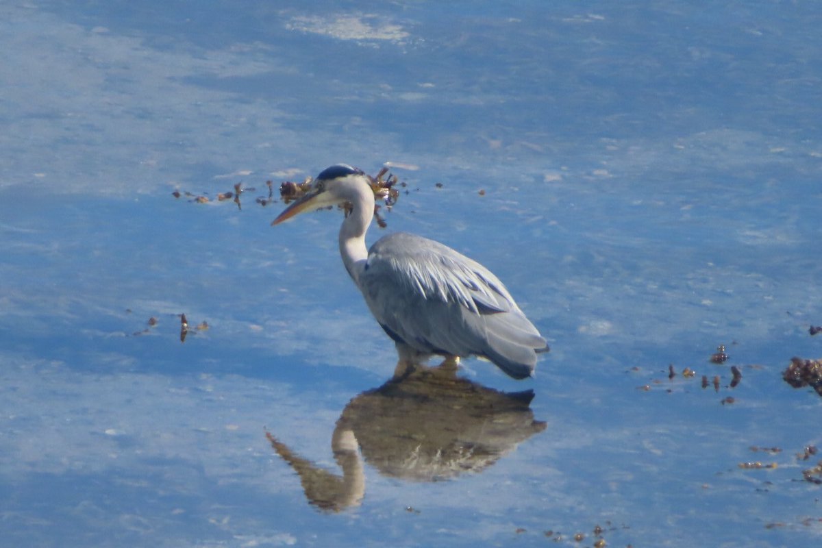 Jean Dorothy Pedder 💙 (Hudson) tweet media