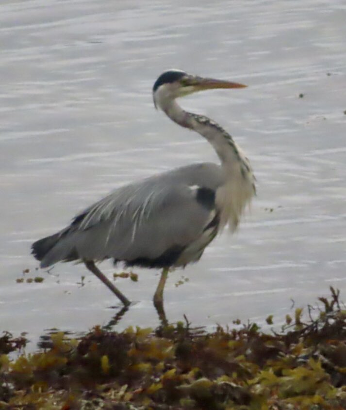 Jean Dorothy Pedder 💙 (Hudson) tweet media