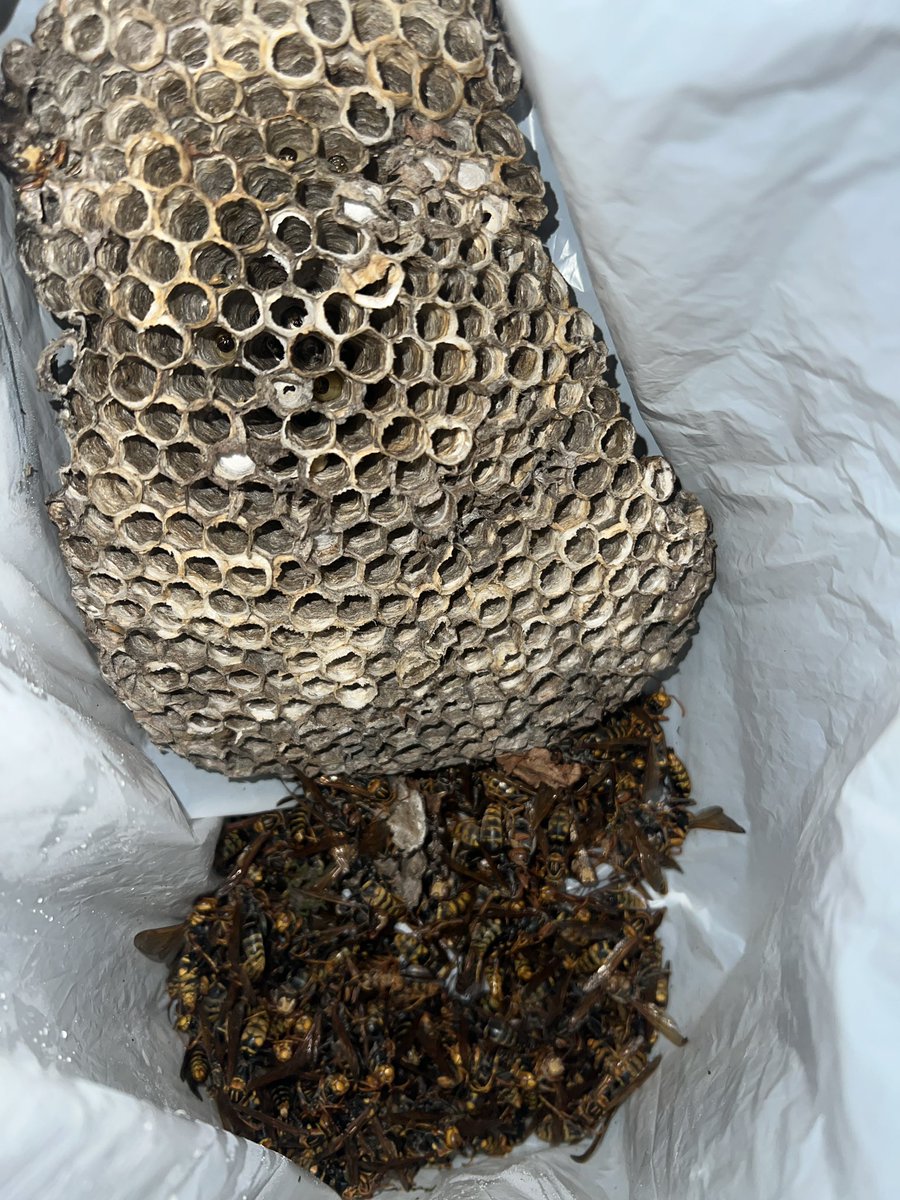 beehunterguy's tweet photo. 夜間のご依頼ありがとうございました。
高所で屋根の傾斜がきつく、素人の方ではかなり厳しい場所でした。
アシナガバチでしたが、大きめの巣が目立つようになってきました。蜂の数もかなり多いです。 https://t.co/228DNlcoJ5